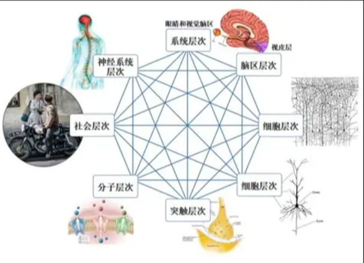 AI单项超人却一学就忘？大脑“认知积木”揭开真相 - 新龙谷信息港