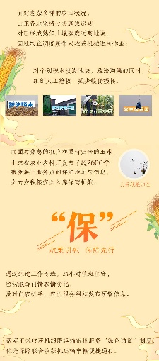 齐鲁“抢秋”｜山东“抢”字当头保秋粮(图2)