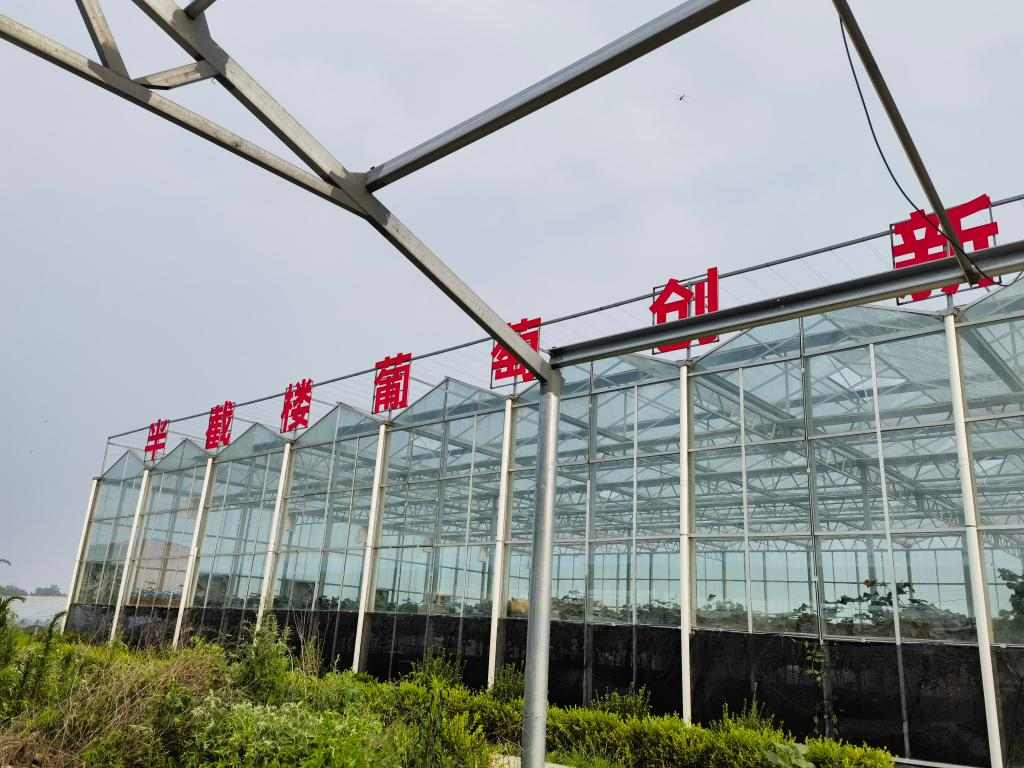 山东潍坊市坊子区以农文旅融合绘就乡村振兴新图景(图1)