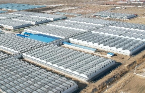 “棚”友圈遍及30国！寿光95后让中国大棚“出海”又出圈(图2)