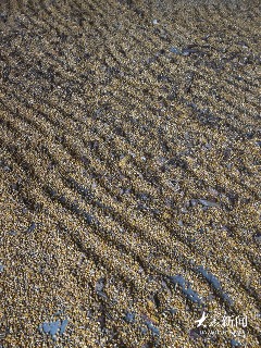 雨幕下的山东秋粮“保卫战”(图4)