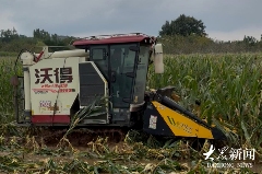 雨幕下的山东秋粮“保卫战”(图5)