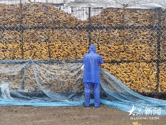 雨幕下的山东秋粮“保卫战”