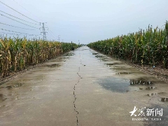 雨幕下的山东秋粮“保卫战”(图2)