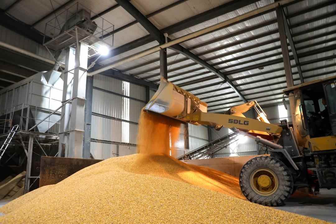 “抢秋”第一线｜昼夜“抢秋”忙，科技助归仓(图5)