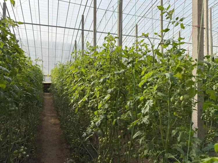 潍坊寿光让小番茄“映红”振兴路(图1) 潍坊寿光让小番茄“映红”振兴路(图1)