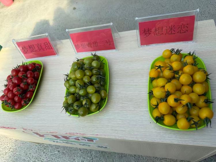 潍坊寿光让小番茄“映红”振兴路(图2) 潍坊寿光让小番茄“映红”振兴路(图2)