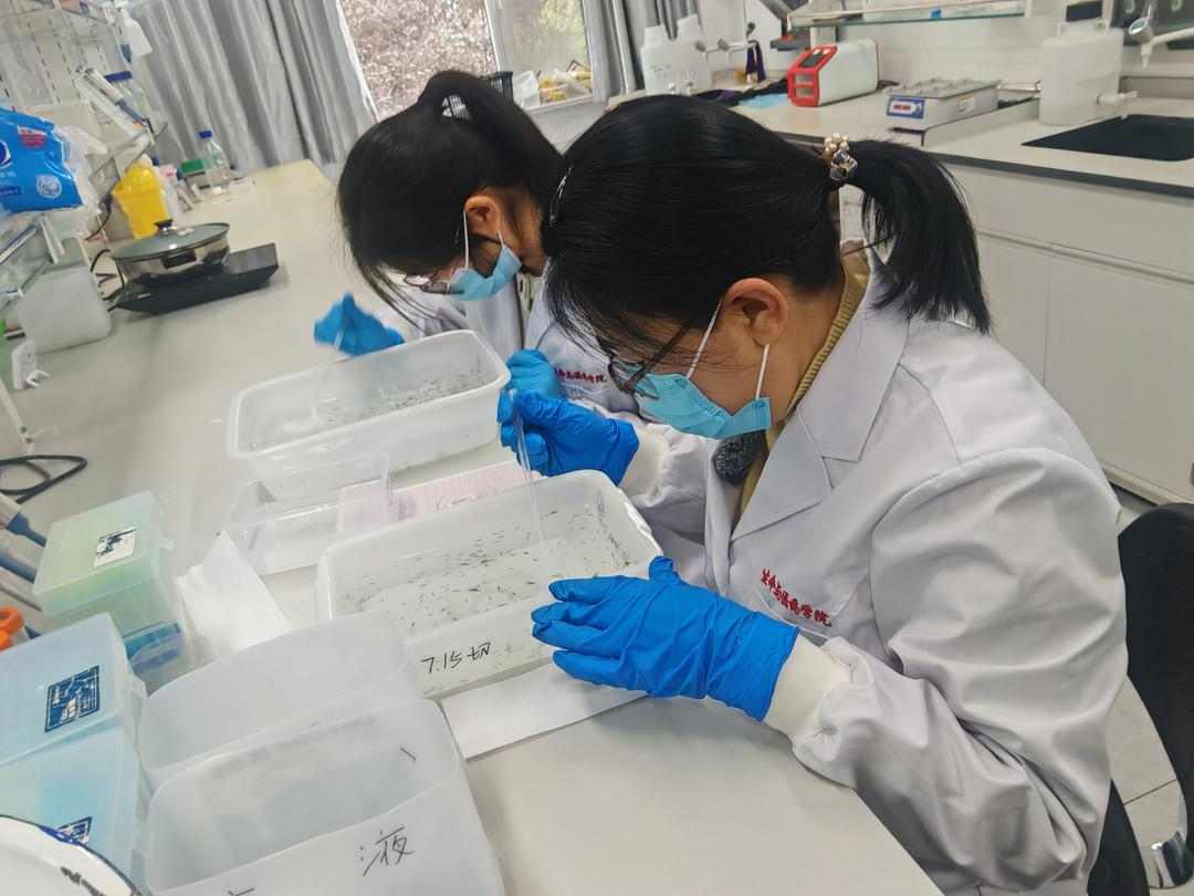 太空出差204天,山东涡虫样本随“神舟”安全回家(图1) 太空出差204天,山东涡虫样本随“神舟”安全回家(图1)