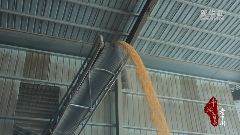 山东巨野：“抢收+烘干”助力玉米丰收(图1)