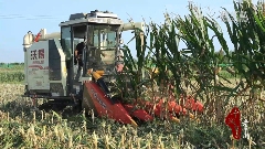 山东巨野：“抢收+烘干”助力玉米丰收(图2)