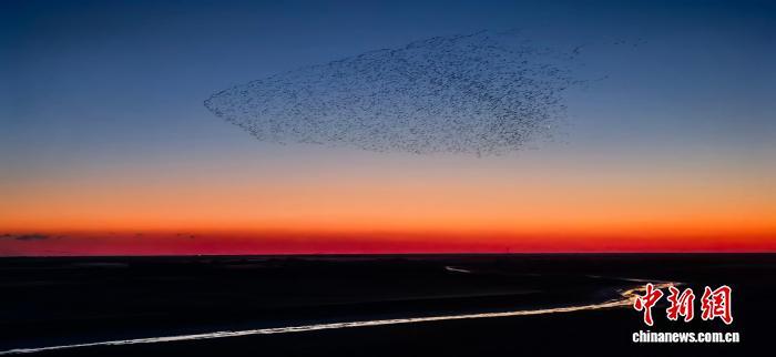黄河三角洲:今年的鸟浪,和去年有何不一样?(图1) 黄河三角洲:今年的鸟浪,和去年有何不一样?(图1)