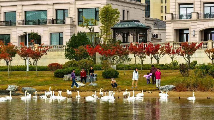 山东“观鸟游”治愈力MAX(图2) 山东“观鸟游”治愈力MAX(图2)