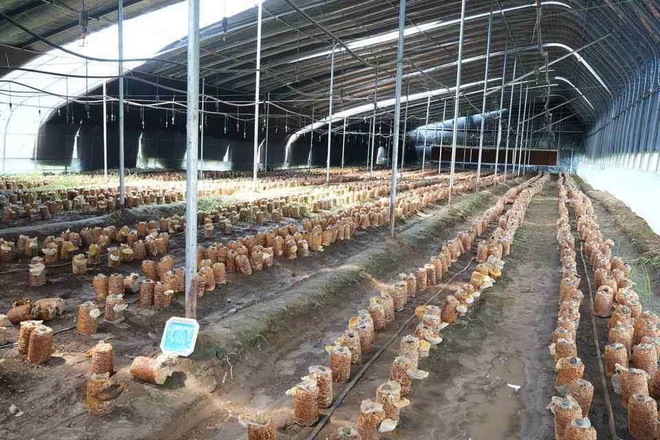 山东县域过10亿元的特色农业产业达到275个(图1)