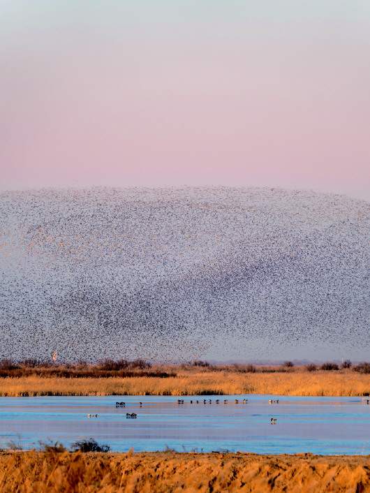 “鸟浪”奇观引客来，山东“观鸟游”不断升温