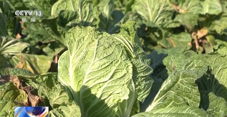 棵棵有“身份证” 6万多亩胶州大白菜丰收！(图1)