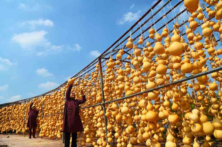 迈向农业农村现代化新征程，片区化推进乡村振兴再深化(图5)