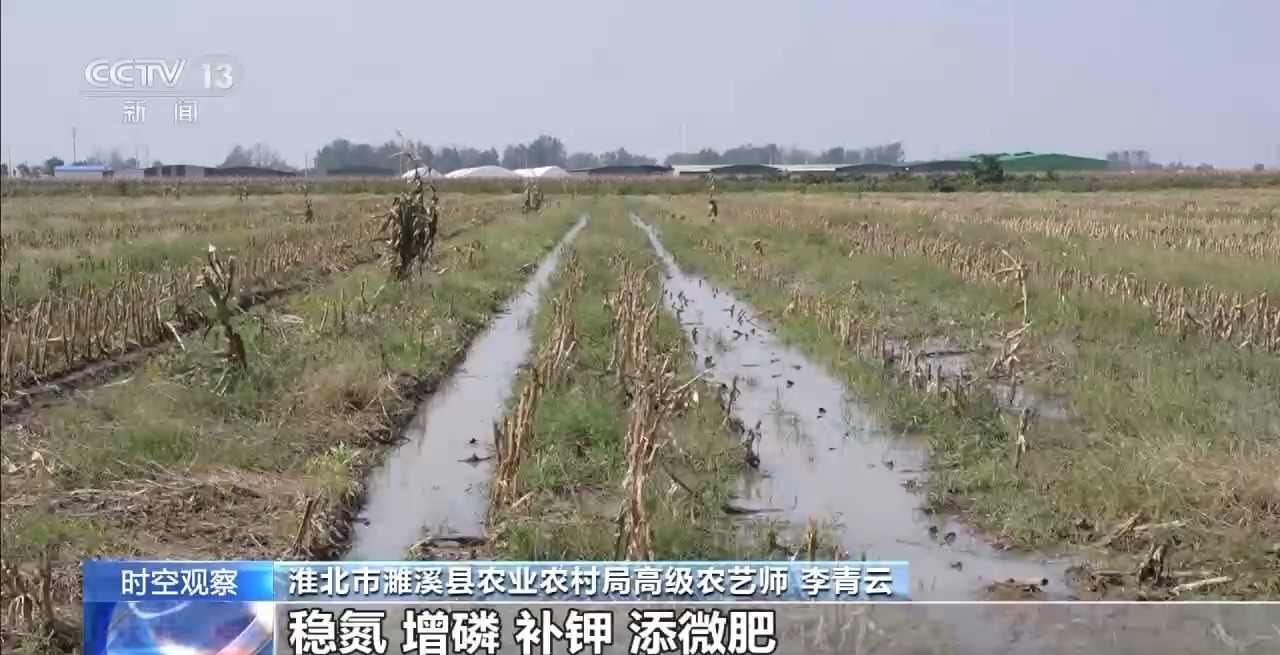 晚播小麦如何保产量?霜降抢秋该怎么抢?专家分析(图3) 晚播小麦如何保产量?霜降抢秋该怎么抢?专家分析(图3)