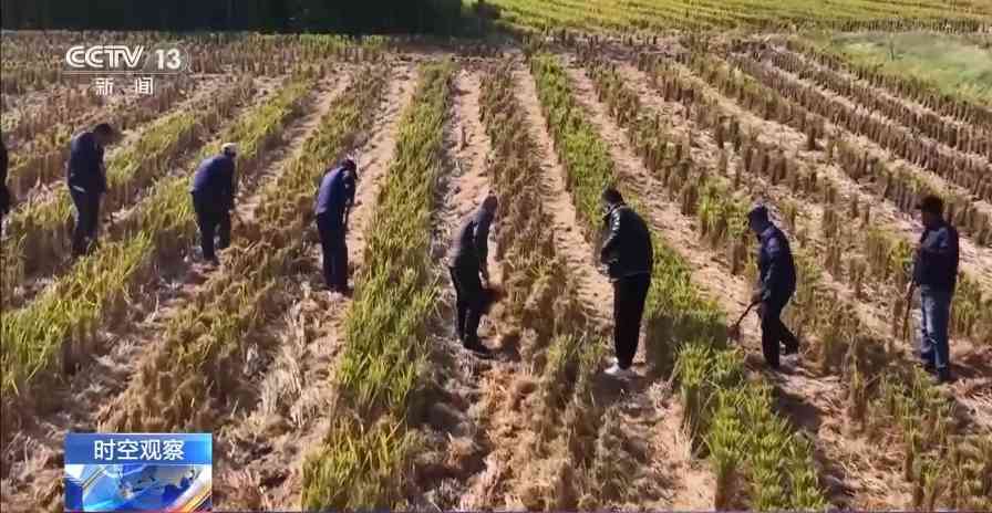 晚播小麦如何保产量?霜降抢秋该怎么抢?专家分析(图4) 晚播小麦如何保产量?霜降抢秋该怎么抢?专家分析(图4)