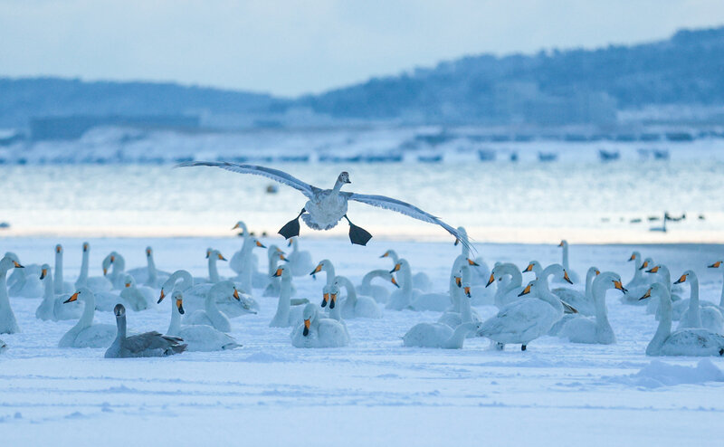 全国首条“天鹅旅游专线列车”开行 山东荣成发出冬日邀约(图2)