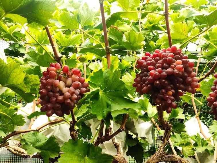 蹲点调查｜村歌起，村落兴(图4)