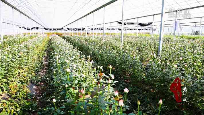 山东沂南：“鲜花经济”蹚出“花样”致富路(图6)