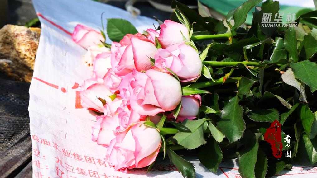 山东沂南：“鲜花经济”蹚出“花样”致富路(图3)