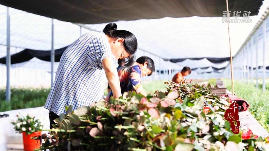山东沂南：“鲜花经济”蹚出“花样”致富路(图4)