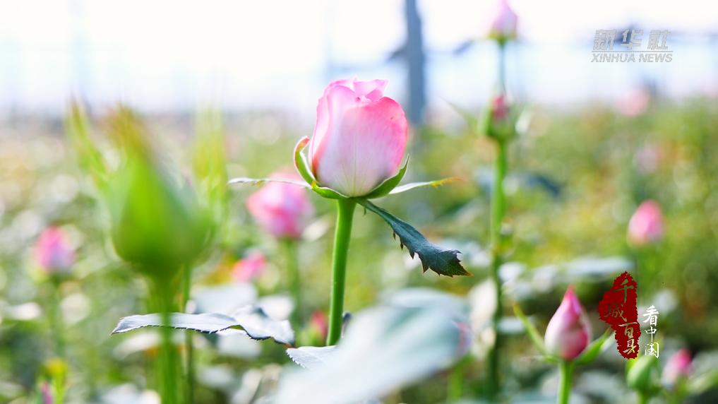 山东沂南：“鲜花经济”蹚出“花样”致富路(图1)