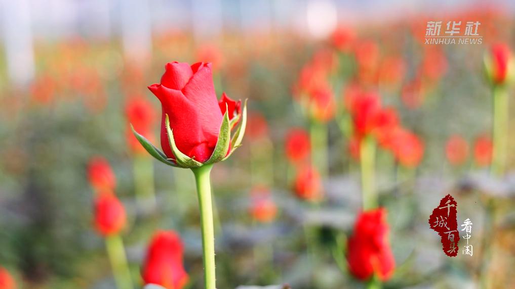 山东沂南：“鲜花经济”蹚出“花样”致富路(图2)
