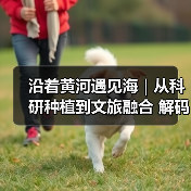 沿着黄河遇见海｜从科研种植到文旅融合 解码夏津古桑树群全产业链(图1)