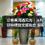沿着黄河遇见海｜从科研种植到文旅融合 解码夏津古桑树群全产业链(图2)