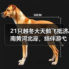 21只越冬大天鹅飞抵济南黄河北岸,结伴游弋优雅惬意(图3) 21只越冬大天鹅飞抵济南黄河北岸,结伴游弋优雅惬意(图2)