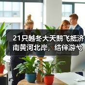 21只越冬大天鹅飞抵济南黄河北岸，结伴游弋优雅惬意