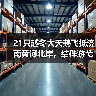 21只越冬大天鹅飞抵济南黄河北岸,结伴游弋优雅惬意(图4) 21只越冬大天鹅飞抵济南黄河北岸,结伴游弋优雅惬意(图3)