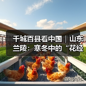 千城百县看中国|山东兰陵:寒冬中的“花经济”(图3) 千城百县看中国|山东兰陵:寒冬中的“花经济”(图3)