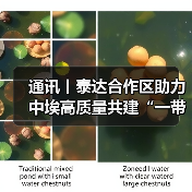 通讯丨泰达合作区助力中埃高质量共建“一带一路”(图4)