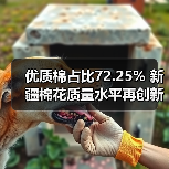 优质棉占比72.25% 新疆棉花质量水平再创新高(图2) 优质棉占比72.25% 新疆棉花质量水平再创新高(图2)
