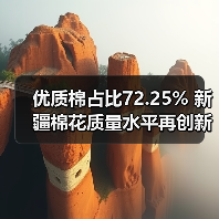 优质棉占比72.25% 新疆棉花质量水平再创新高(图3) 优质棉占比72.25% 新疆棉花质量水平再创新高(图3)