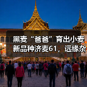 黑麦“爸爸”育出小麦新品种济麦61,远缘杂交打破小麦“近亲繁殖”!(图4) 黑麦“爸爸”育出小麦新品种济麦61,远缘杂交打破小麦“近亲繁殖”!(图4)