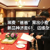 黑麦“爸爸”育出小麦新品种济麦61,远缘杂交打破小麦“近亲繁殖”!(图3) 黑麦“爸爸”育出小麦新品种济麦61,远缘杂交打破小麦“近亲繁殖”!(图3)
