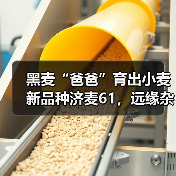 黑麦“爸爸”育出小麦新品种济麦61,远缘杂交打破小麦“近亲繁殖”!(图2) 黑麦“爸爸”育出小麦新品种济麦61,远缘杂交打破小麦“近亲繁殖”!(图2)