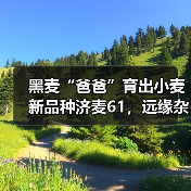 黑麦“爸爸”育出小麦新品种济麦61，远缘