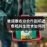 柬埔寨农业合作新机遇:鱼稻共生技术如何改变产业(图3) 柬埔寨农业合作新机遇:鱼稻共生技术如何改变产业(图3)