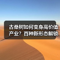 古桑树如何变身高价值产业？百种新形态解锁
