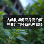 古桑树如何变身高价值产业?百种新形态解锁生态经济(图2) 古桑树如何变身高价值产业?百种新形态解锁生态经济(图2)