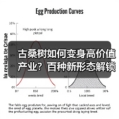 古桑树如何变身高价值产业?百种新形态解锁生态经济(图4) 古桑树如何变身高价值产业?百种新形态解锁生态经济(图4)