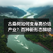 古桑树如何变身高价值产业?百种新形态解锁生态经济(图3) 古桑树如何变身高价值产业?百种新形态解锁生态经济(图3)