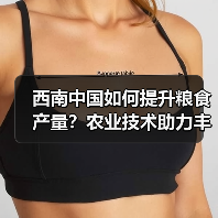 西南中国如何提升粮食产量？农业技术助力丰