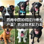 西南中国如何提升粮食产量？农业技术助力丰收(图4)
