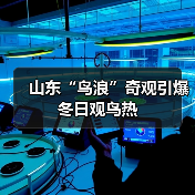 山东“鸟浪”奇观引爆冬日观鸟热(图4)
